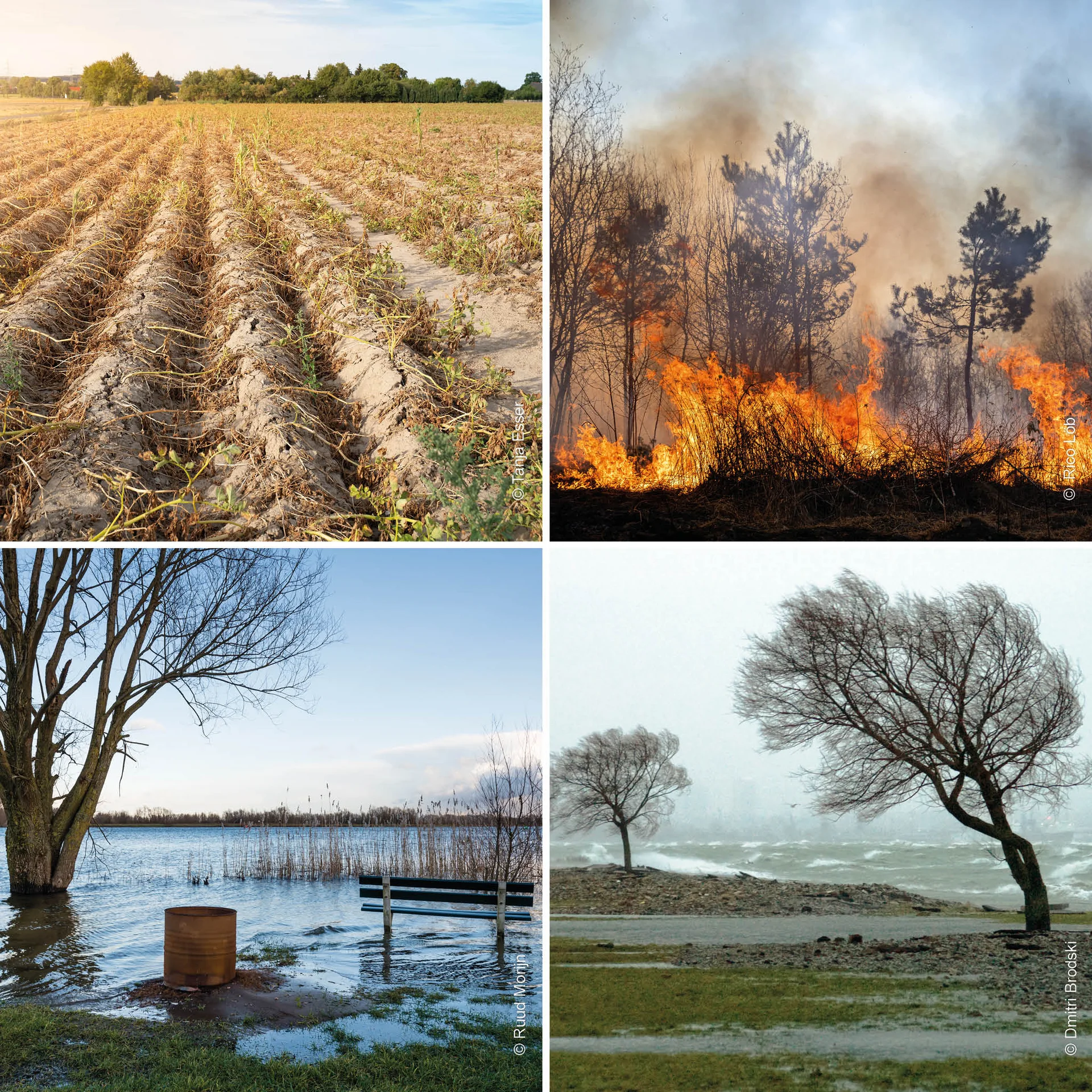 Collage aus vier Bilder, die zeigen: einen vertrockneten Acker, einen brennenden Wald, einen über die Ufer tretenden Fluss und sich im Wind neigende Bäume.