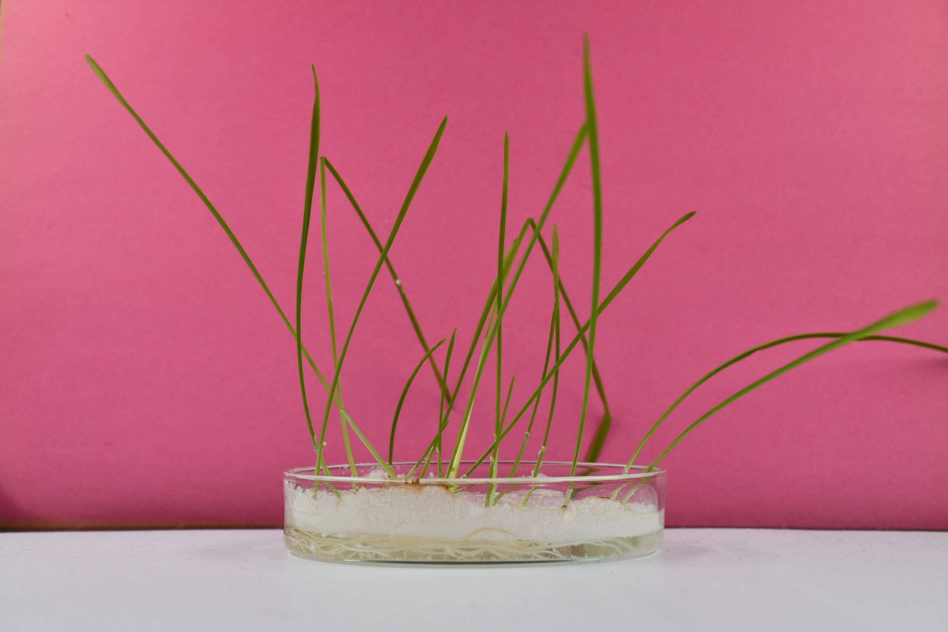 Junge Pflanzen mit langen, dünnen Trieben wachsen in einer Pflanzschale, in der feine Plastikparikel liegen.