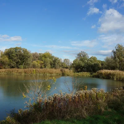 Landschaft, die einen Fluss zeigt, neben dem Bäume und Sträucher wachsen.