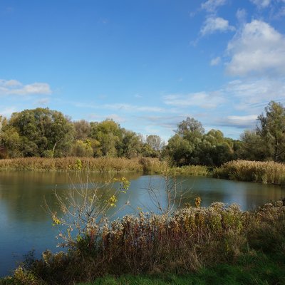 Landschaft, die einen Fluss zeigt, neben dem Bäume und Sträucher wachsen.