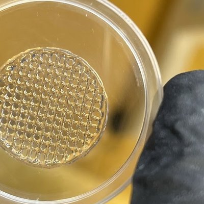 Zwischen zwei Fingern ist eine kleine Petrischale eingeklemmt, in der ein vernetztes Muster zu sehen ist, das aus einem Gel besteht.