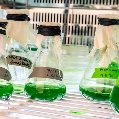 Glaskolben mit tiefgrüner Flüssigkeit