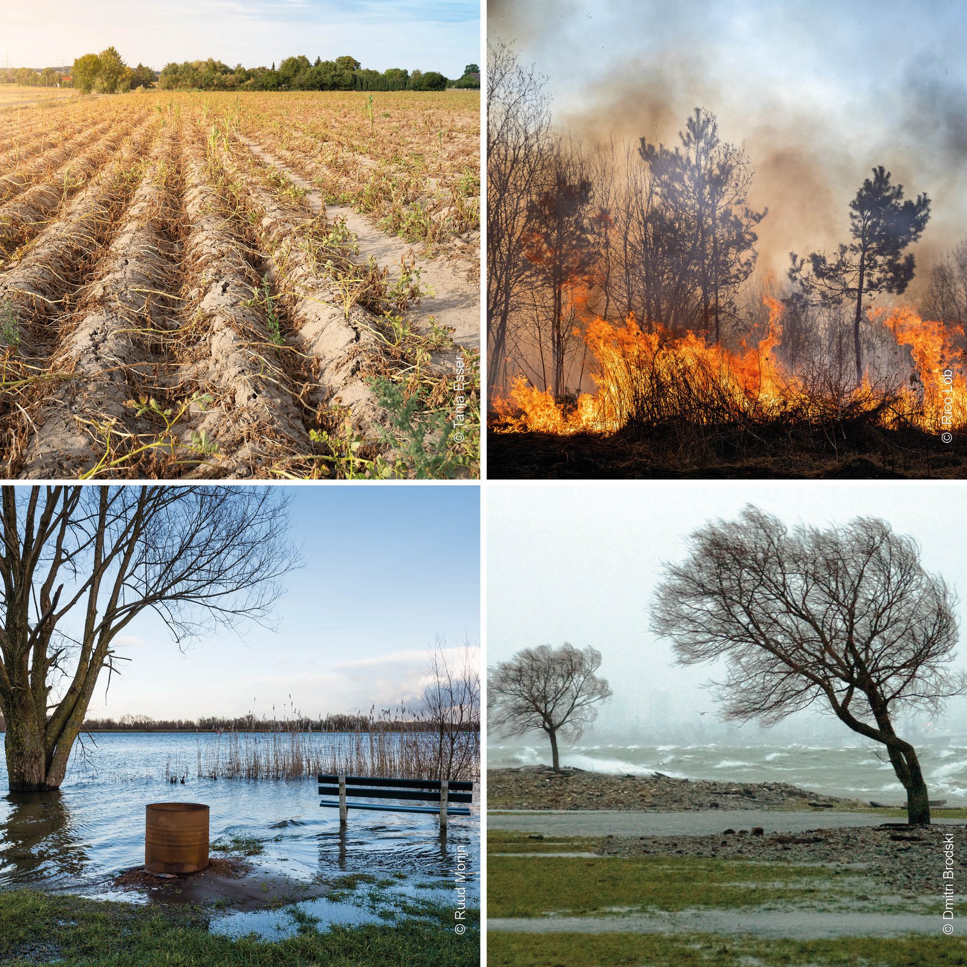 Collage aus vier Bilder, die zeigen: einen vertrockneten Acker, einen brennenden Wald, einen über die Ufer tretenden Fluss und sich im Wind neigende Bäume.