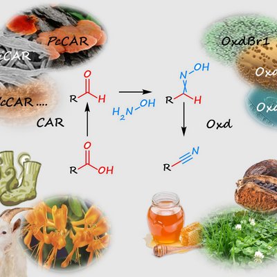 A chemical formula for the cyanide-free production of nitriles framed by pictures for the graphic representation of the components.